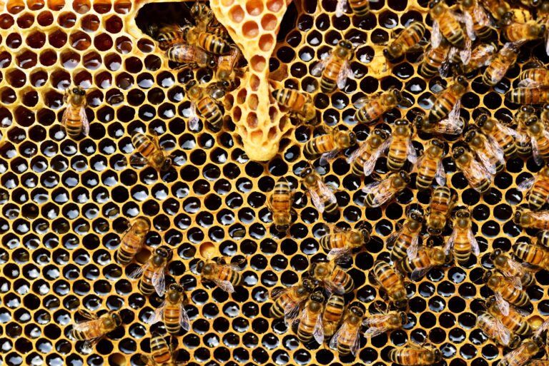 El mundo no puede existir sin las abejas