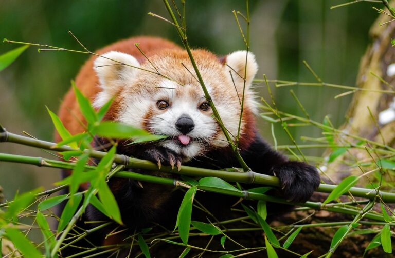 El Zoológico de Pueblo ofrece la mejor experiencia