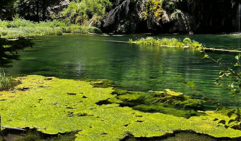 Manténgase alerta ante la presencia de algas tóxicas durante las actividades recreativas de finales de verano